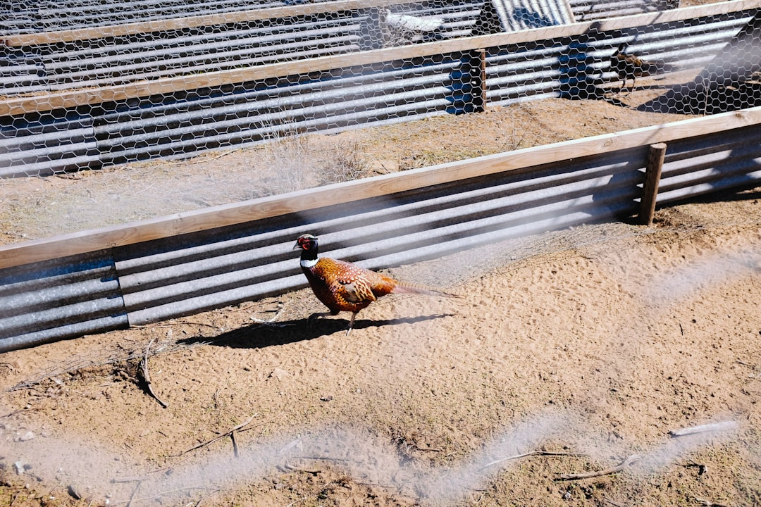 Photo Roasted pheasant